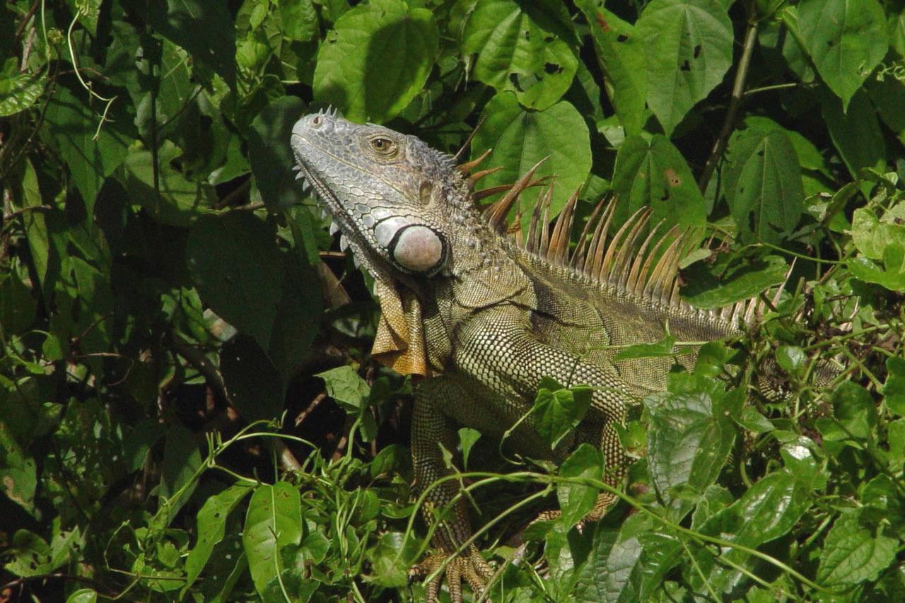 Anaconda Amazon Island Villa Manaus Exterior photo