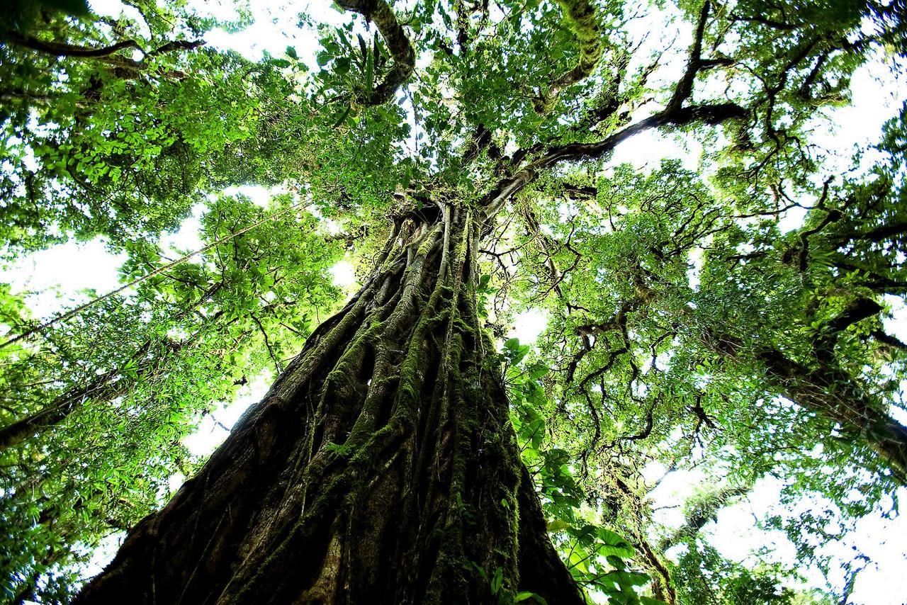 Anaconda Amazon Island Villa Manaus Exterior photo