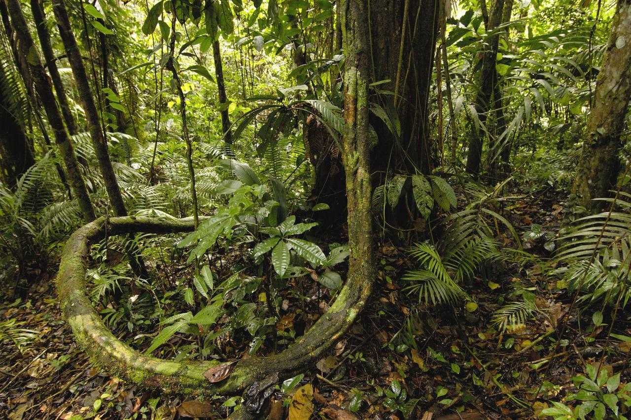 Anaconda Amazon Island Villa Manaus Exterior photo