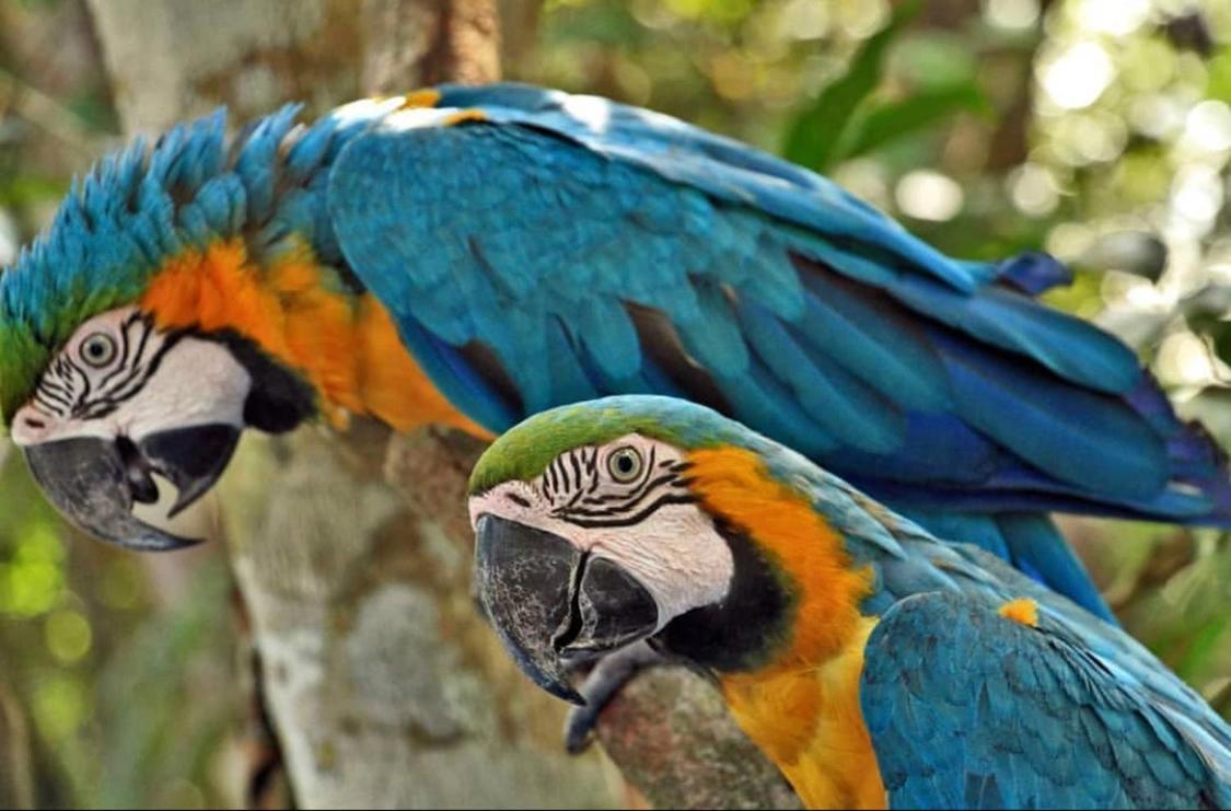 Anaconda Amazon Island Villa Manaus Exterior photo